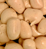 Freeze Dried Honey Nut Bites (Bit o Honey)